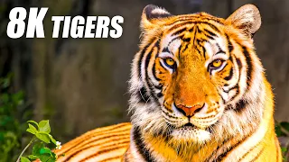 Download Unique Tigers Collection 8K HDR 60FPS ULTRA HD MP3