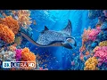 Download Lagu The Still Ocean 8K – A Peaceful Drift Through Marine Beauty