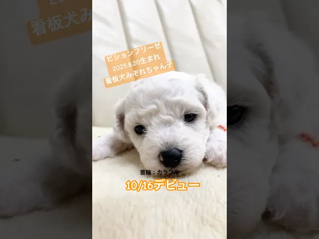 動画