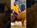 Download Lagu Lion riding (mian saqib)