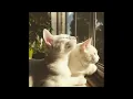 Glue Song by Beabadoobee [sped up] | Cat Jams