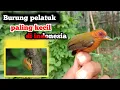 Download Lagu Mengagumkan Inilah Burung Pelatuk Terkecil Yang Ada Di Indonesia