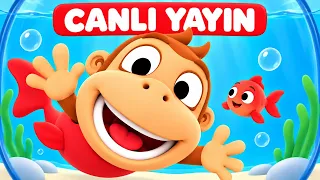 🔴 Kukuli Cumartesi Akşamı Canlı | Çocuk Şarkıları