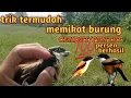 Lagu cara termudah memikat cendet/pentet|| anti gagal