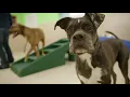 Hounds Town USA - Facility Walkthrough
