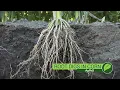 Root Digs In Corn Air Date 7-15-18