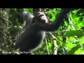 Goualougo Chimpanzee Swings Between Trees