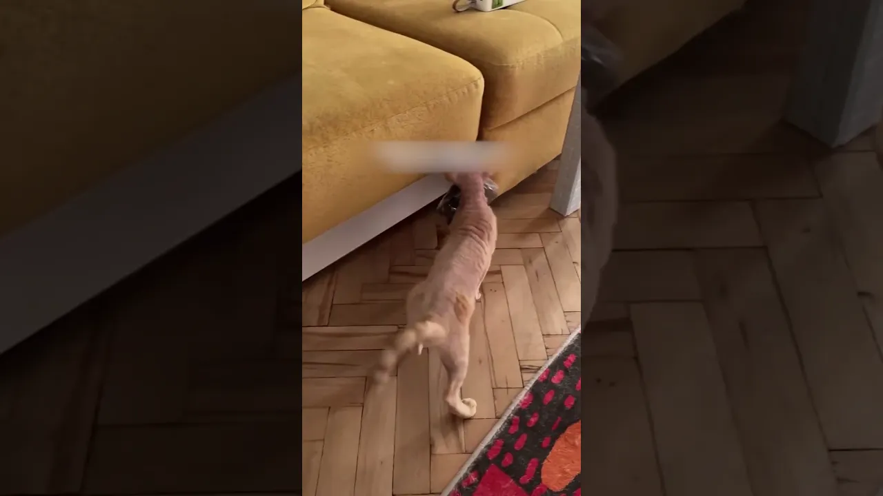 Спрятал под диван!