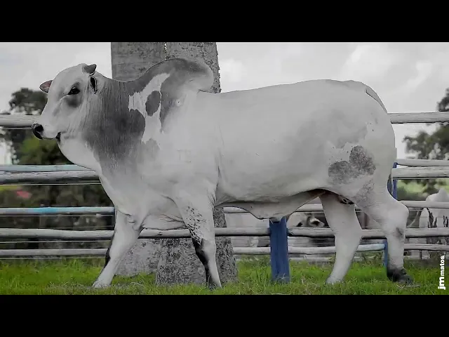 Touro Nelore SGN - 2625