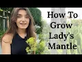 Download Lagu How To Grow Lady's Mantle (Alchemilla mollis)