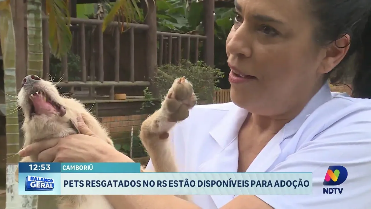 Voluntária de Camboriú salva cães desabrigados no RS e prepara para adoção