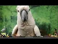 Celtic Birb | Medieval Fantasy Gaming Music for Birds | EXTENDED PLAY | TV for Your Bird Room🍀