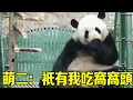 Download Lagu 萌二：北動的窩窩頭真的很難吃嗎？ 為什麼大家都不吃，就我吃 ？#熊猫 #热门 #萌兰#萌
