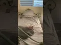 Download Lagu #notmine #tiktok #funny #tiktokrepost #satire #fypviralシ #follow #repost #real #relatable #fypviralシ
