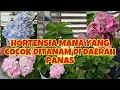 Download Lagu JENIS BUNGA HORTENSIA YANG COCOK DI DAERAH PANAS MP3