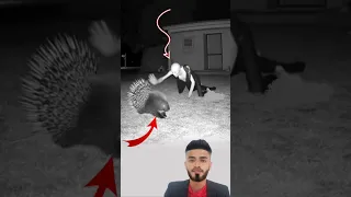 زحف الشيطان على الأرض عيناه تتقدان شر ا بينما القنفد انكمش في خوف دفاعي اكسبلور Animals Easy 