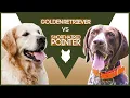 GOLDEN RETRIEVER VS GERMAN SHORTHAIRED POINTER