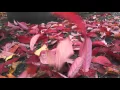 Download Lagu Spontaan vallend blad (not)... van de Prunus serrulata