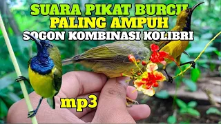 Download SUARA PIKAT SOGON KOMBINASI KOLIBRI KELAPA DI JAMIN PALING AMPUH MP3