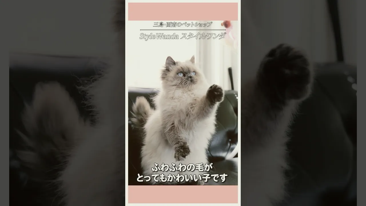 動画