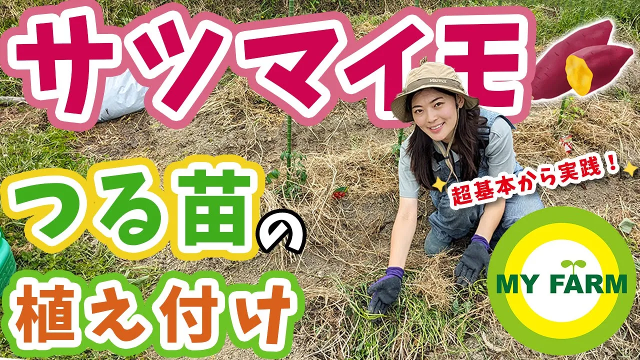 【サツマイモ】苗の植え付けを畑で実践!植え方のポイントを超基本から紹介します│モリミサと学ぶ有機栽培