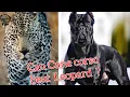 can Cane Corso beat Leopard
