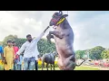 Download Lagu Sadar Celebrations at Tankbund | Manuka Gangadhar Yadav \u0026 Manuka Rahul Yadav | Khairatabad  Sadar