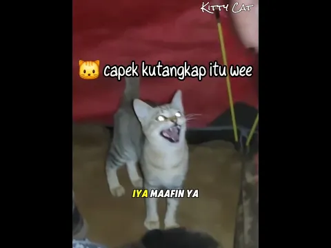 Abang Ini Lagi Makan Tiba Tiba Dibawakan Lauk Tikus Oleh Kucing Liar 🐱 #kucinglucu #kucingoyen