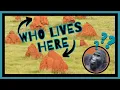 Download Lagu Animal Architects: Amazing Animal Engineering!