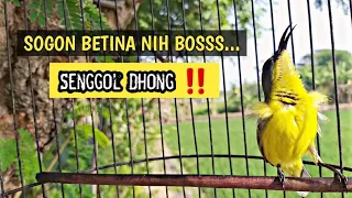 the sound of female olive backed sunbird calling to stimulate young olive backed sunbird to sound