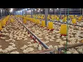 Lagu Cara Ampuh Membagunkan Anak Ayam Broiler Agar Mau Makan