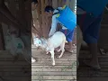 Download Lagu Penyemprotan obat kutu untuk kambing (Kiriman peternak Kambing Mas Dwi Kab. Tabalong Kalsel)