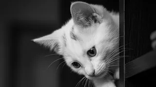 الأغنية التي العالم بأسره يبحث عناها الكاملة   أحببتك  دندنها