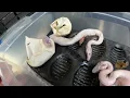 NO EYES DEFORMED MOUTHS - DISASTER CLUTCH WITH NO SURVIVORS FROM PRINCESS 1ST CLUTCH
