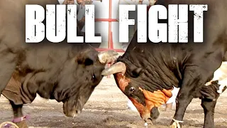 traditional bull fighting in fujairah