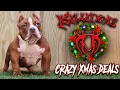 EXTREME AMERICAN BULLY PUPPIES FOR SALE FROM THE WORLD FAMOUS KILLINOIS KENNELS