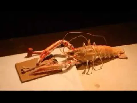 JANTAR