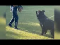 Black German Shepherd Family: 2 Parents + 5 Adorable Pups