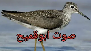 صوت ابو قميح صوت ابوفسوكة القميح الصيد طيور مهاجره الفسوكه 