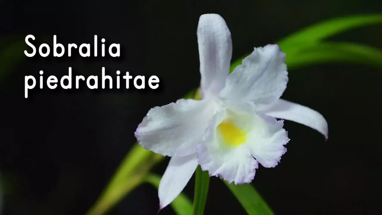 ORQUÍDEA SOBRALIA PIEDRAHITAE EN HONOR A DANIEL PIEDRAHITA (ENTRE FLORES TOUR)