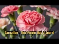 Carnation Meaning Explained Beauty Symbolism Secrets