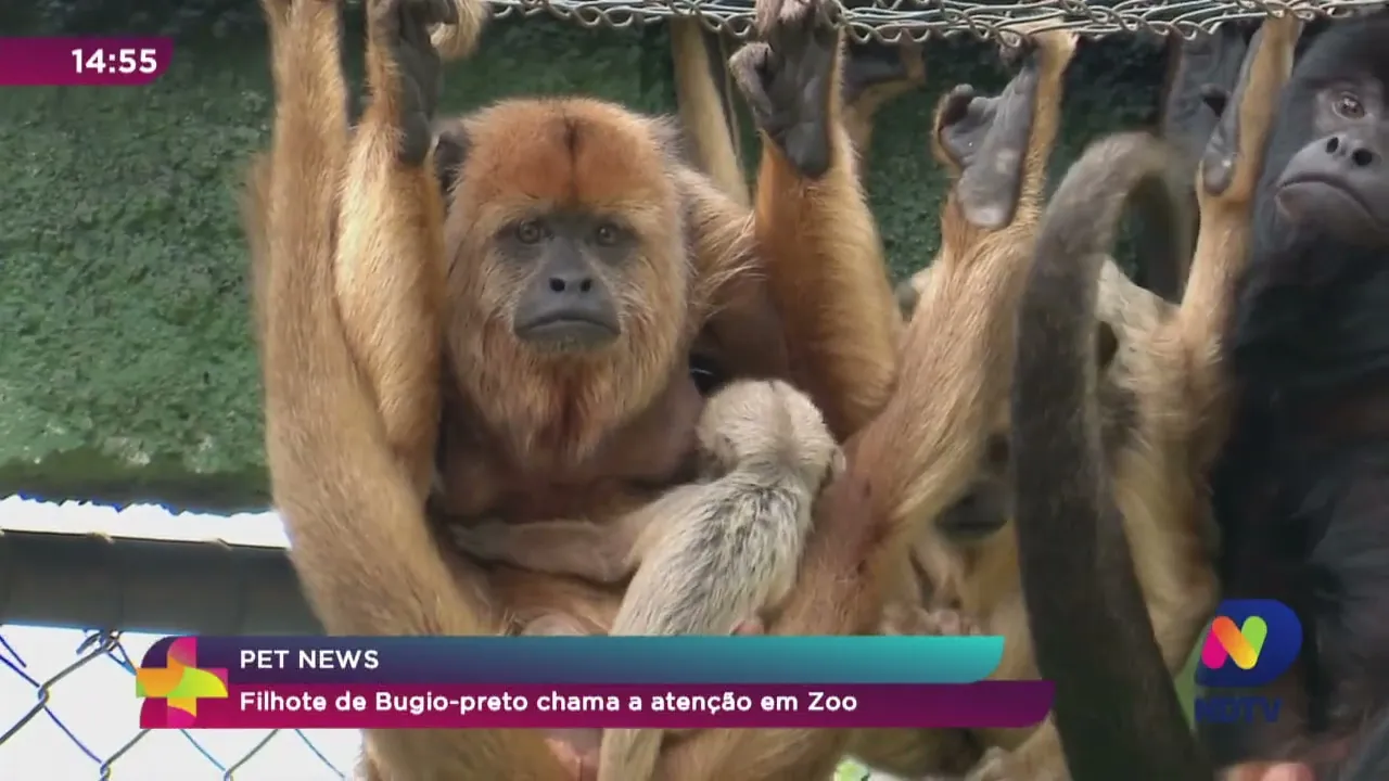 Pet News: filhote de bugio-preto chama atenção no Zoo