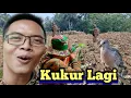 Download Lagu Berburu Tekukur ,keringat nmr satu poin nmr dua