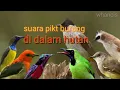 Download Lagu suara pikat burung di hutan