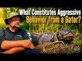 What Constitutes Aggressive Behavior from a Gator