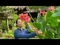 Download Lagu Harvesting chicken eggs and ripe papaya to sell at the market - Gardening and growing okra
