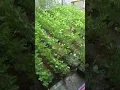 Download Lagu kacang tanah dipekarangan rumah #garden #gardening #berkebun #sayuran