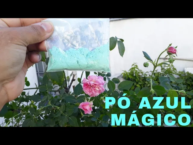 FAÇA SUA ORQUÍDEA E ROSEIRA FLORIR COM ESSE PÓ AZUL