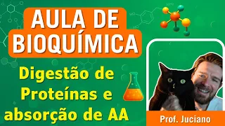 Digestão de Proteínas e Absorção de Aminoácidos | Aula para Ensino Superior