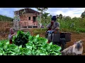 Download Lagu Menjual sayuran di desa ,panen sawi,kehidupan di rumah pondok hutan, walaupun gagal coba lagi CTd-63